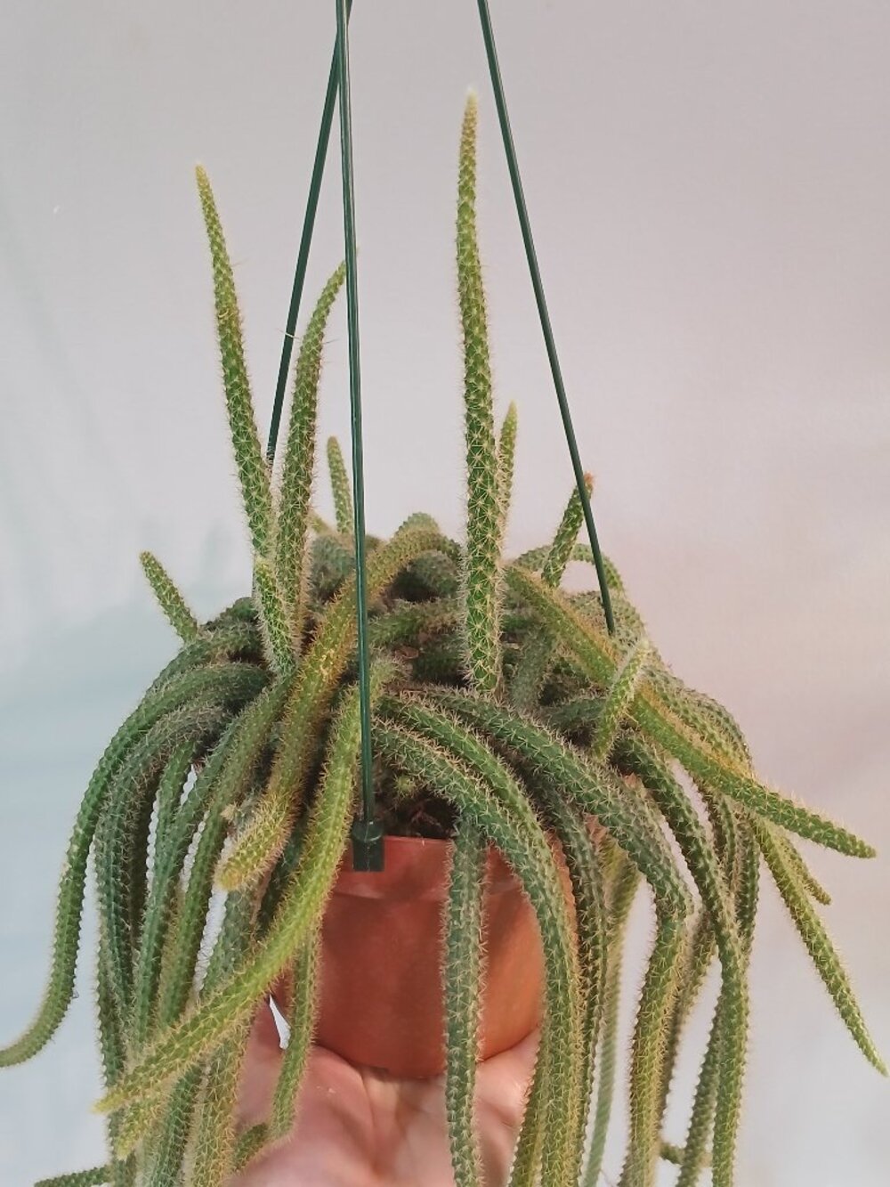 Rat Tail Cactus